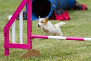 Dog on agility course
