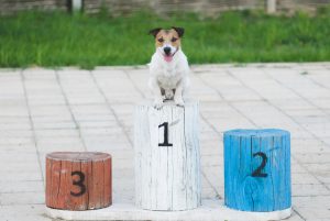 pet, dog, jack russell terrier, podium, first, number 1