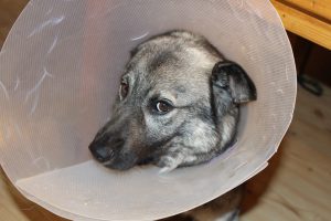 sick-dog-1063663_960_720