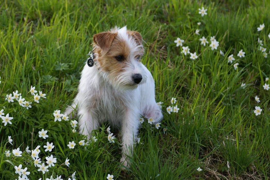 Jack Russell i gräset