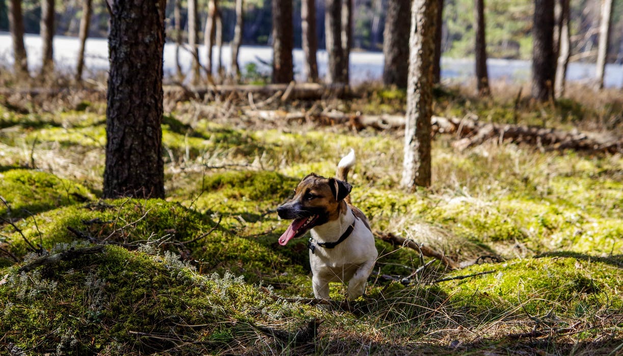 Jack Russel i skogen