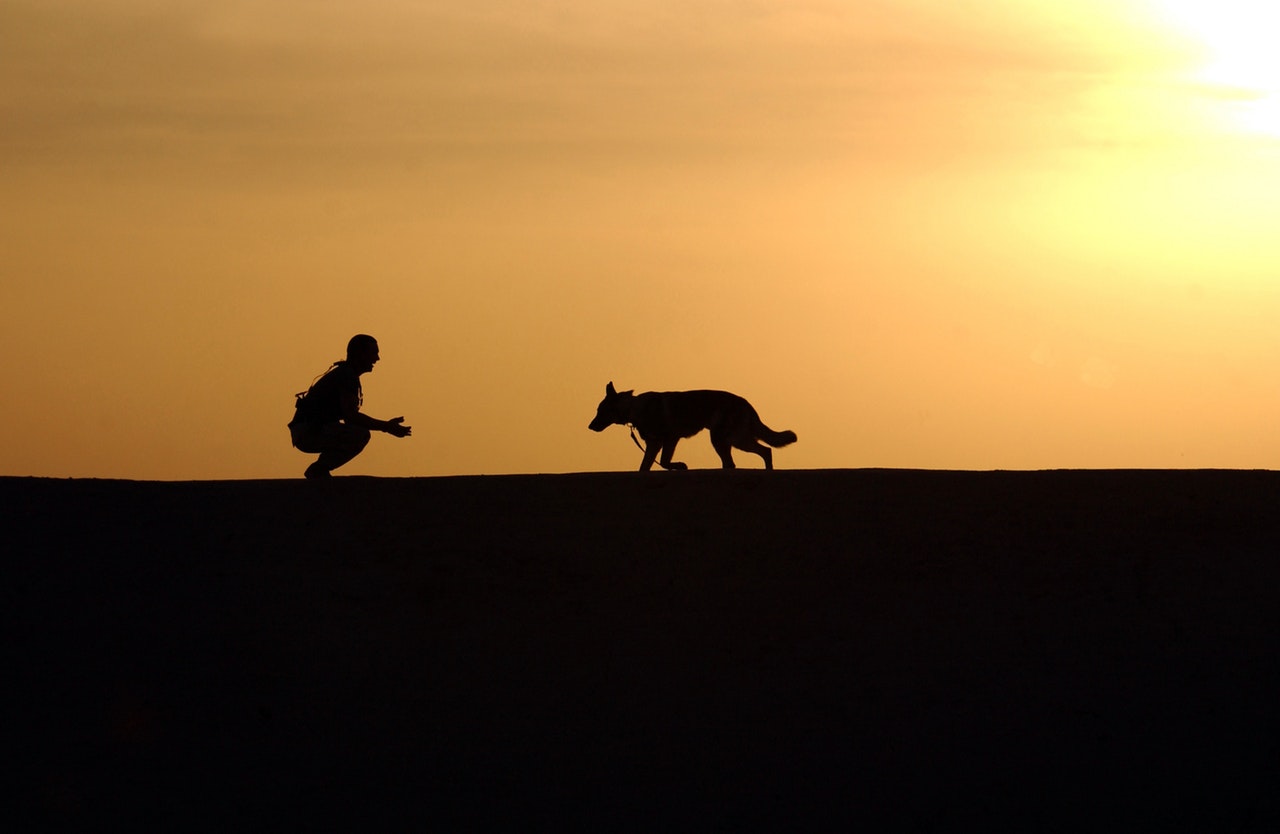 Hund och ägare