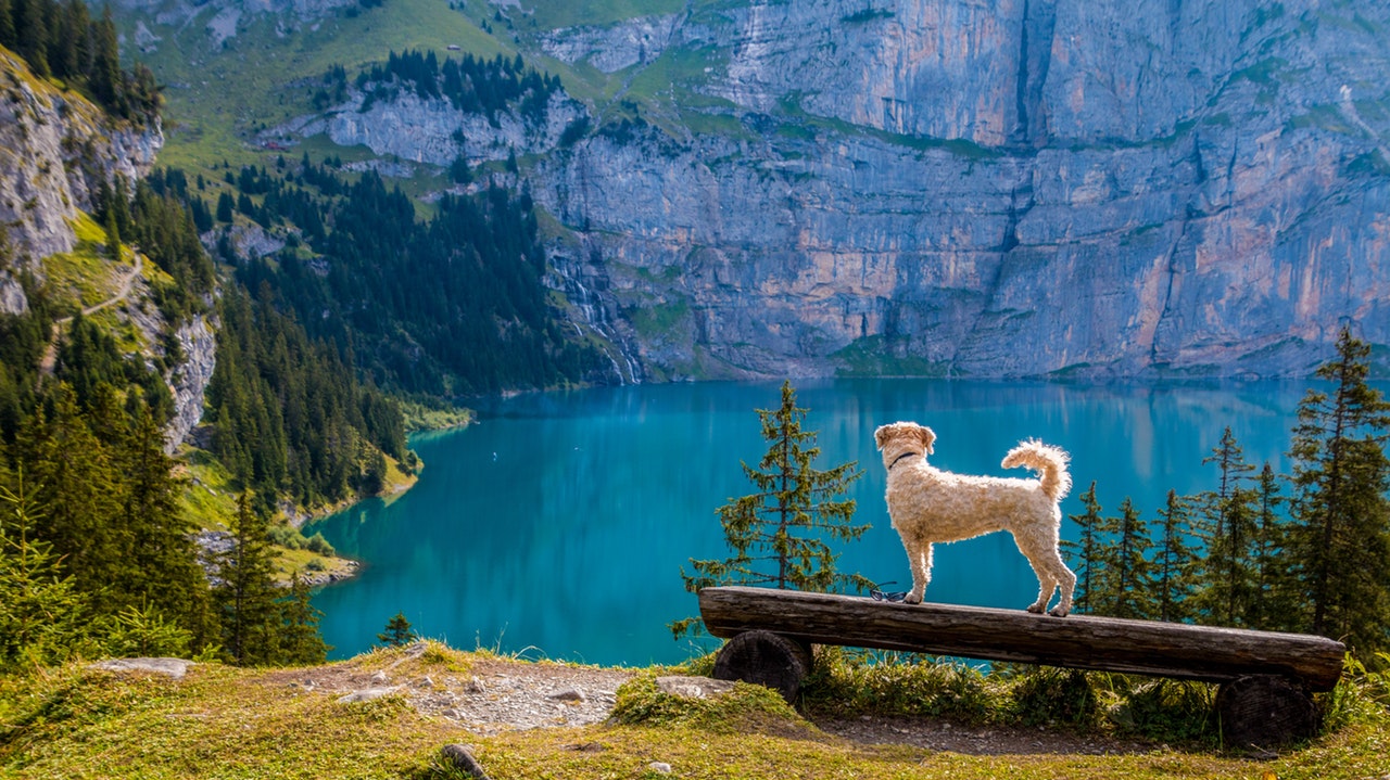 Hund ute i naturen