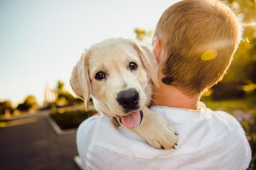 Ta bättre hand om hunden