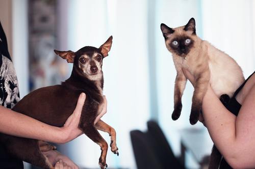 ”Som hund och katt” – stämmer det uttrycket verkligen?